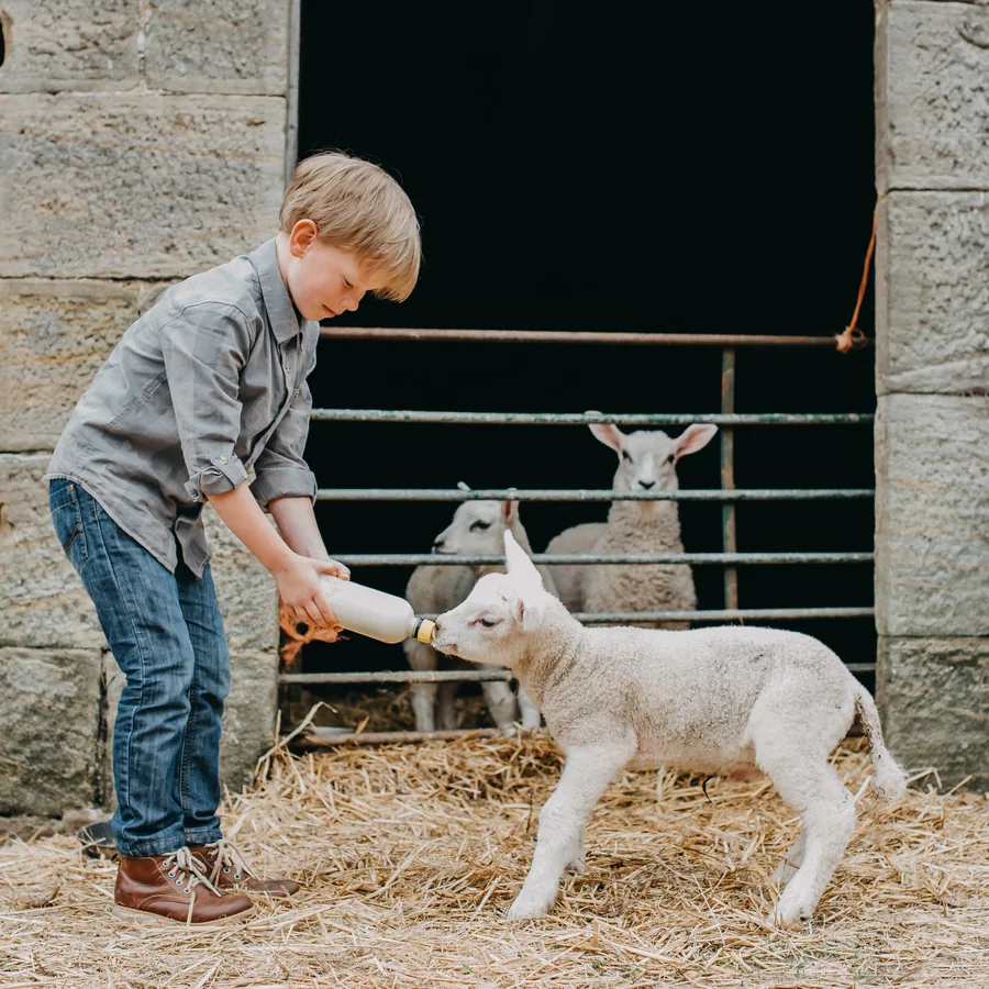 Pojke som matar ett lamm under naturlig utomhusfotografering av Alnwick Photo