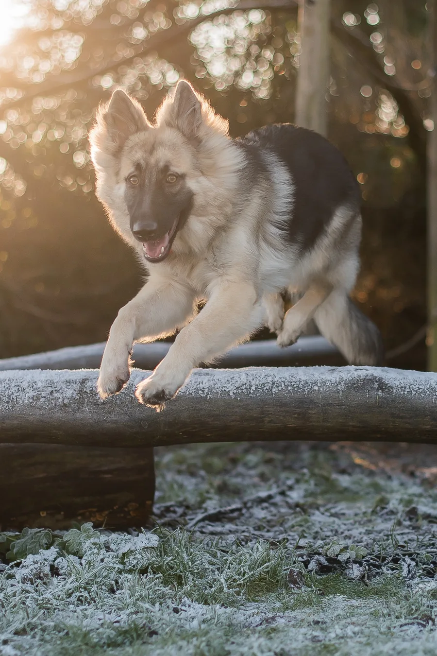 Hund som hoppar utomhus under aktiv husdjursfotografering av Alnwick Photo
